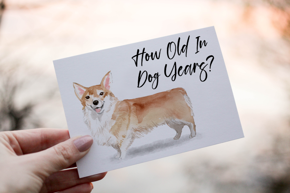 Corgi Dog Birthday Card, Dog Birthday Card